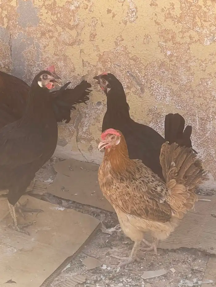 دجاج بيض نظيف تربة بيت على 35 10