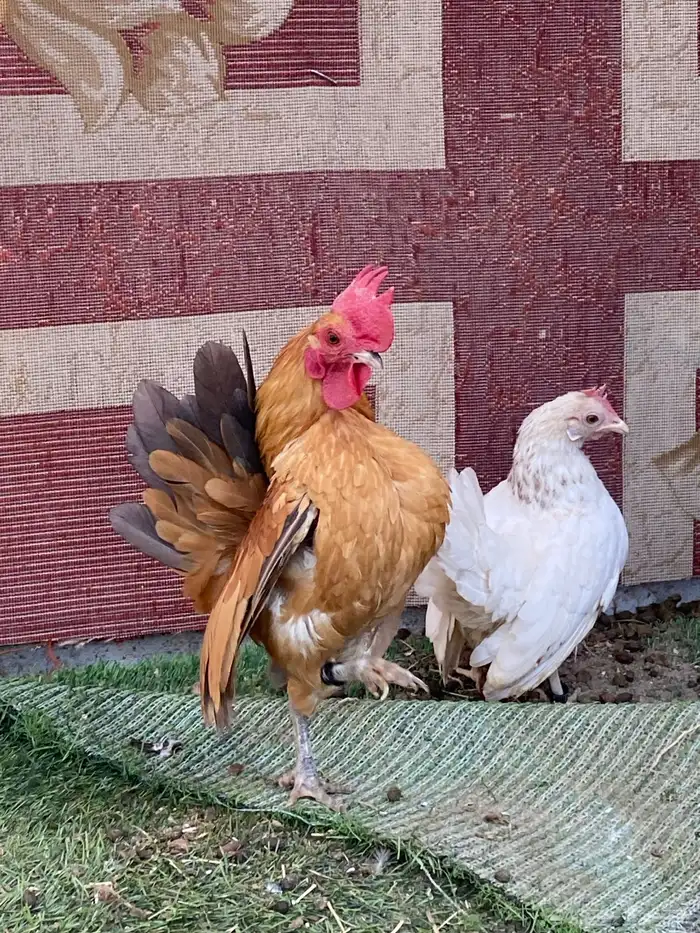للبيع دجاج سيراما 1