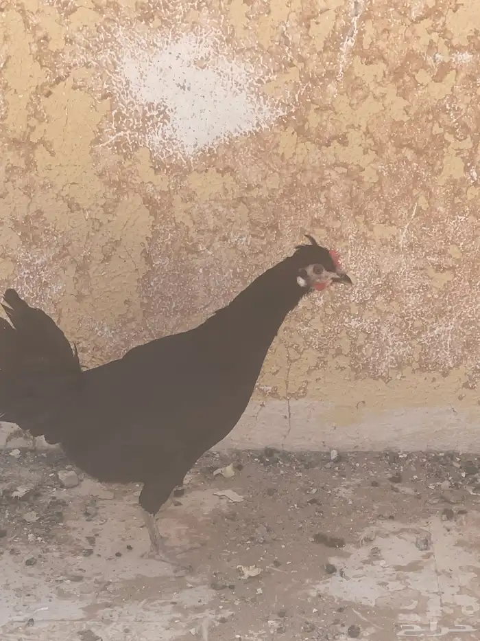 دجاج بيض نظيف تربة بيت على 35 8