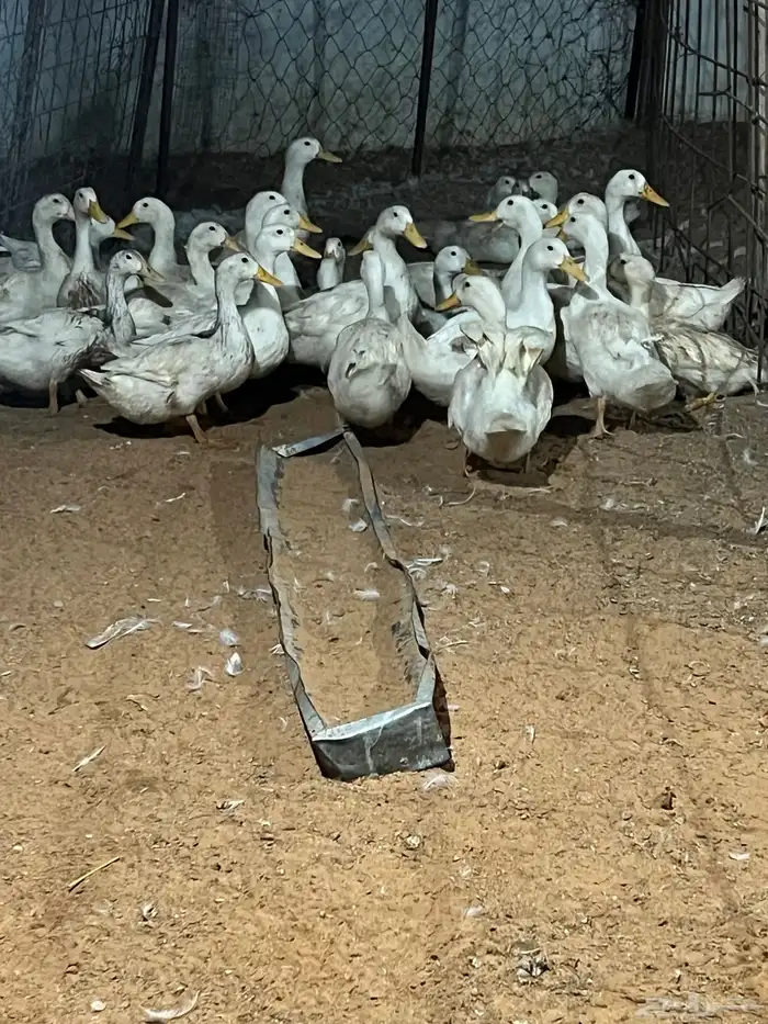 حبش وديوك ودجاج 1