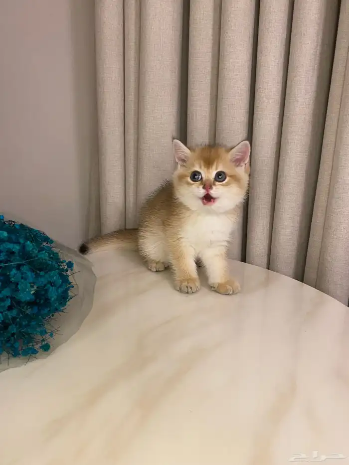 قطط للبيع 17