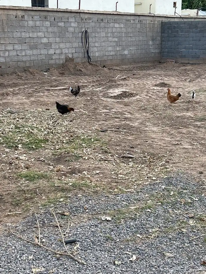دجاج 3