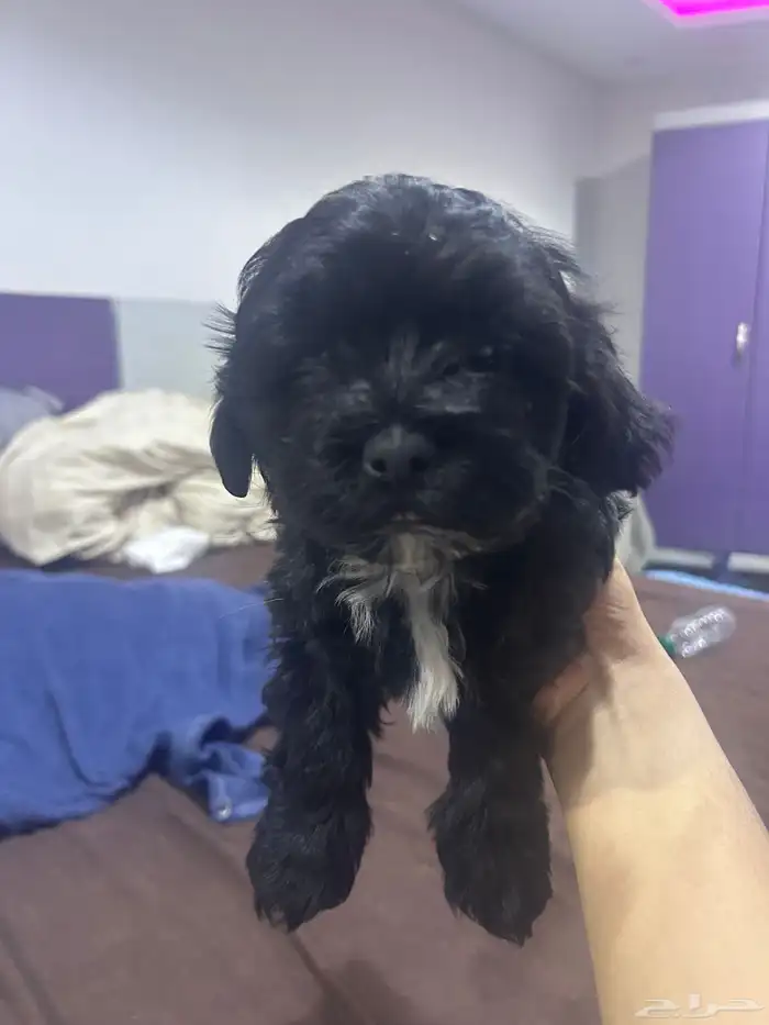 جراوي توي بودل مستوى حلو و احجام حلوه 2