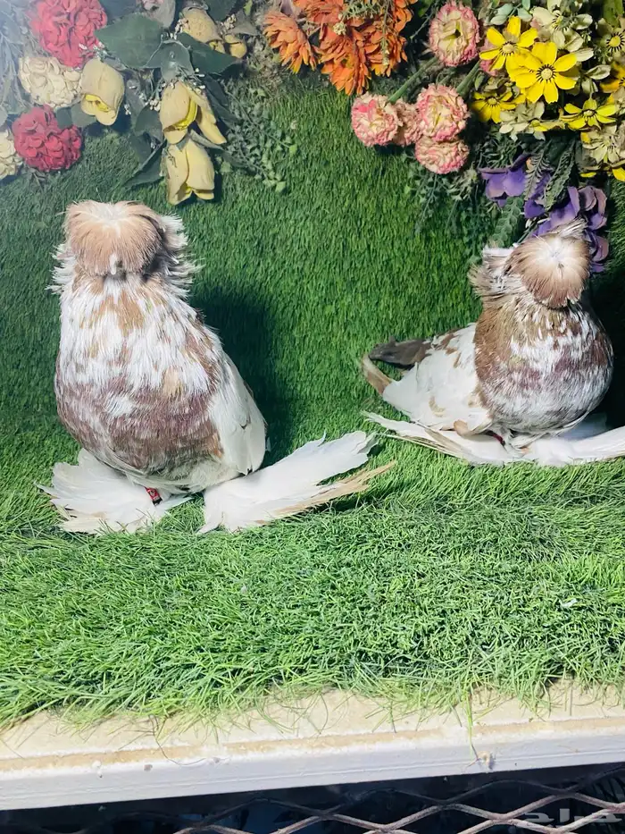 للبيع طبه بخاره اخر 3 ريش 1