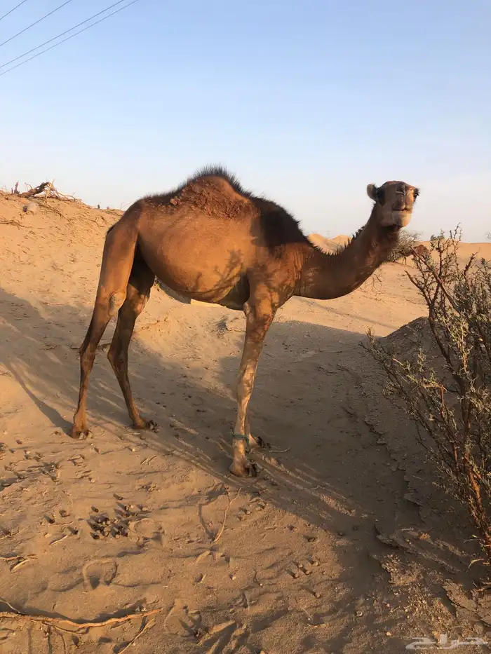 بكار سواحل حمر بكره جذعه وحده لقيه 1