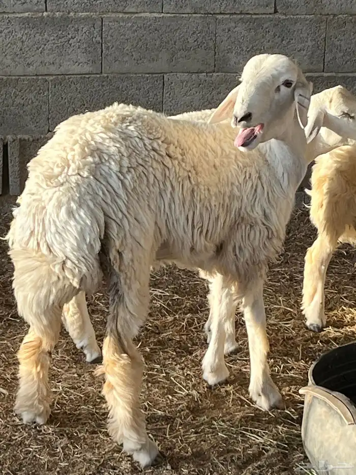 رخال حريات ذبايح 0