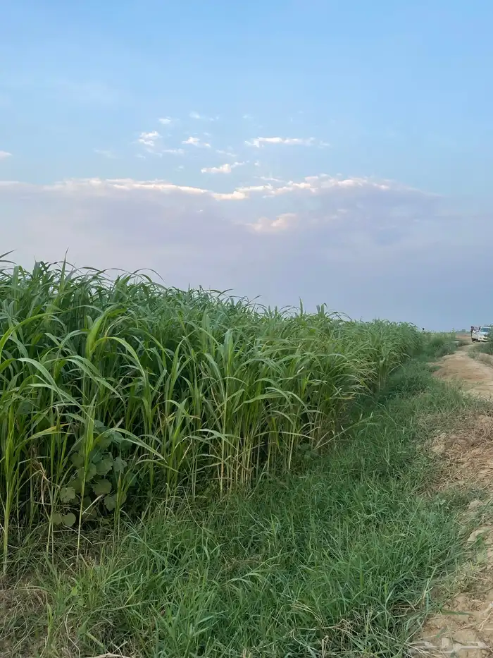 قصب أخضر للبيع 1