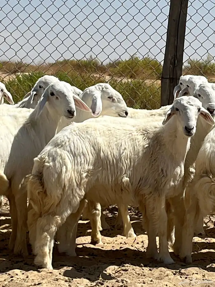 ذبايح حريات طليان جبره 2