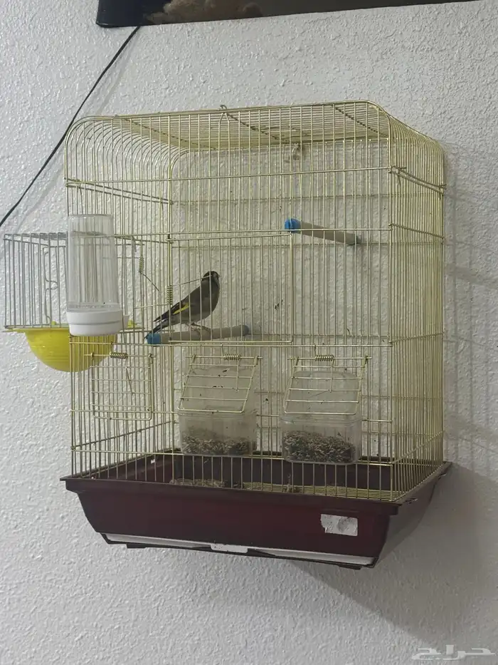 عصفور حسون ذكر للبيع 3