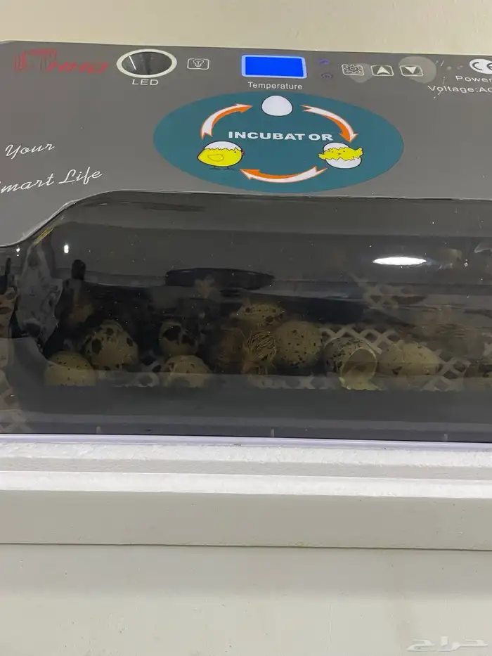 فقاسة صغيرة 0