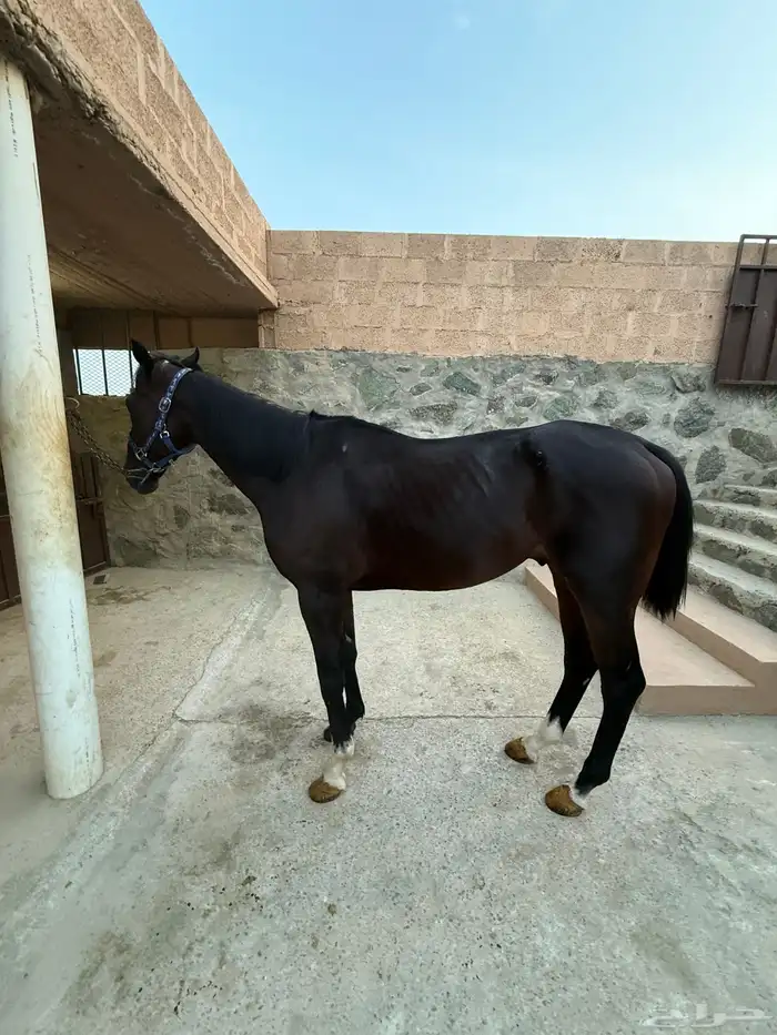 حصان انقليزي 2