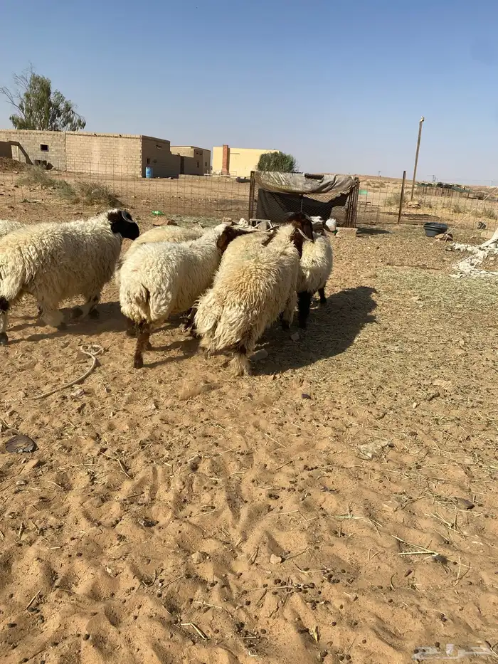 بهم نعيم جبر فواخر 3