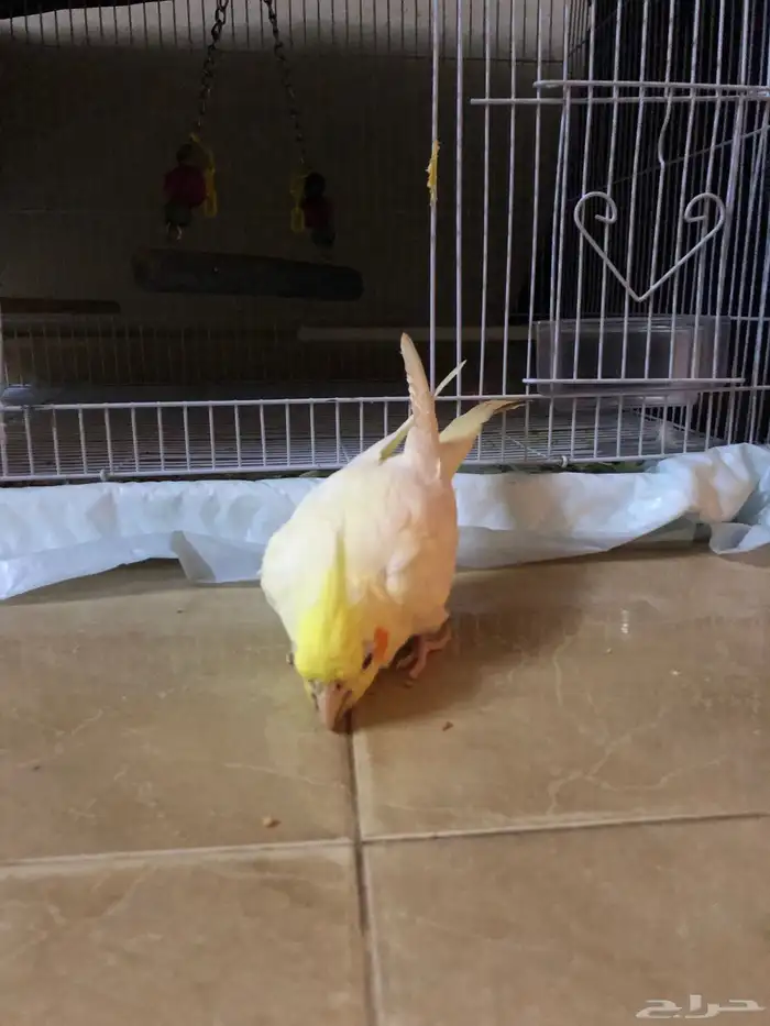 طير كروان لا تينو اليف وطيران عندو مرا حلو العمر خمس اشهر 1