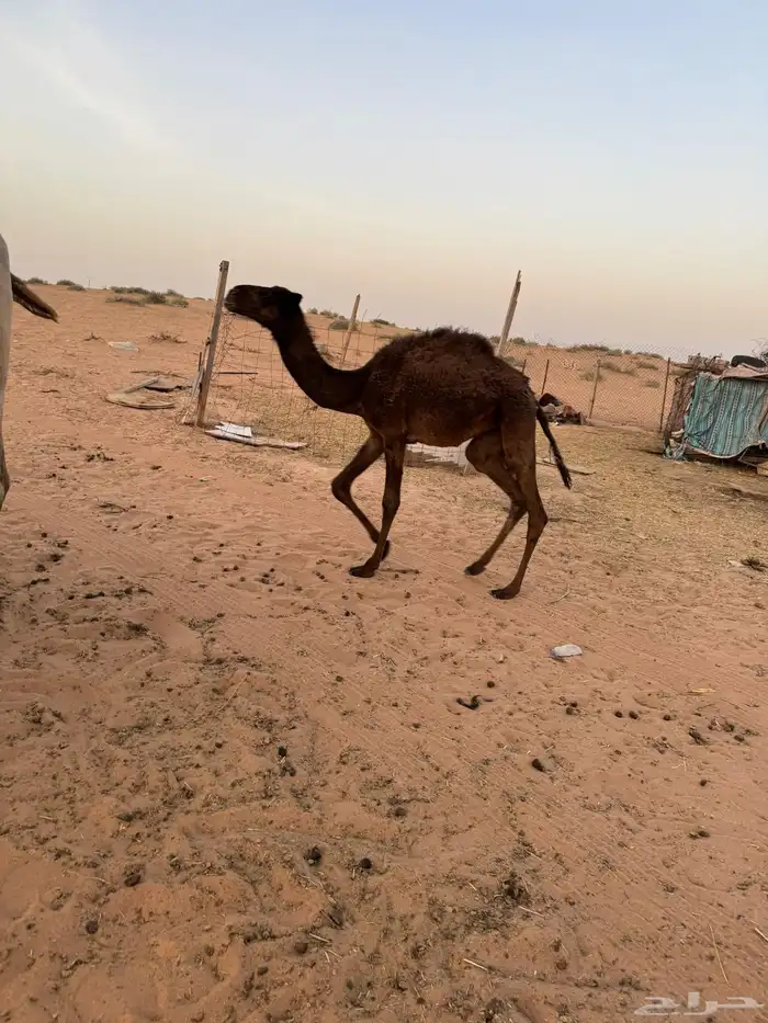ناقه عشرا و بنتها بكرا 1