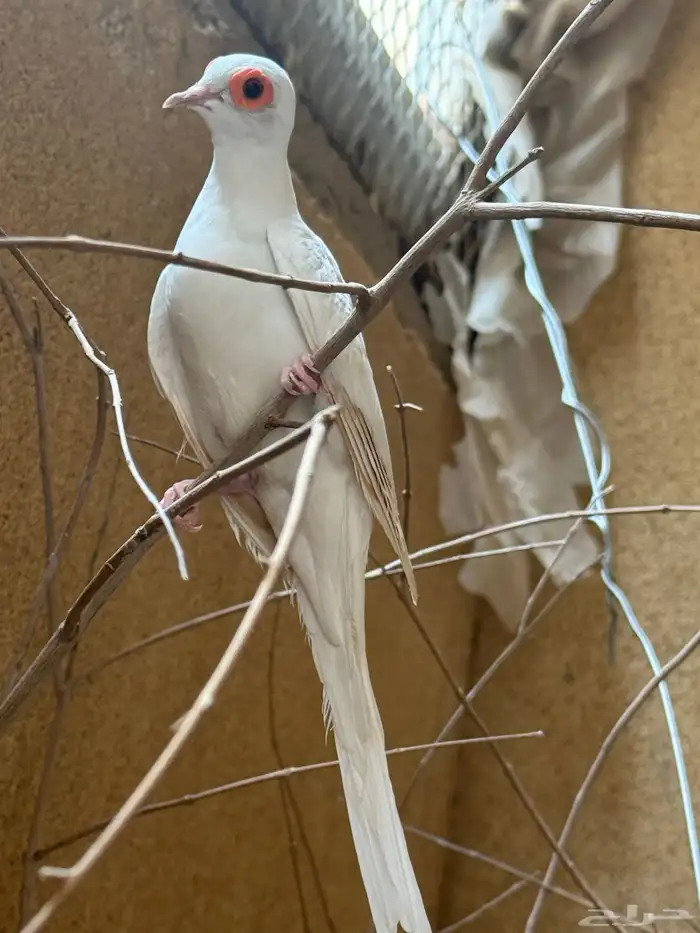 دو  سنو وايت 1