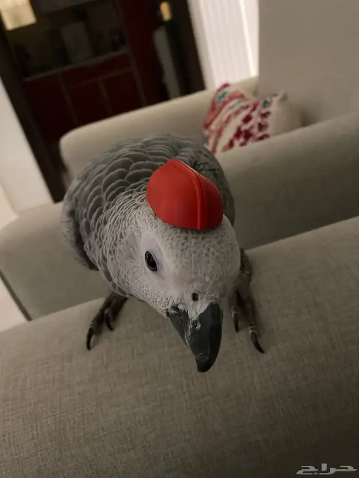 ببغاء كاسكو 5