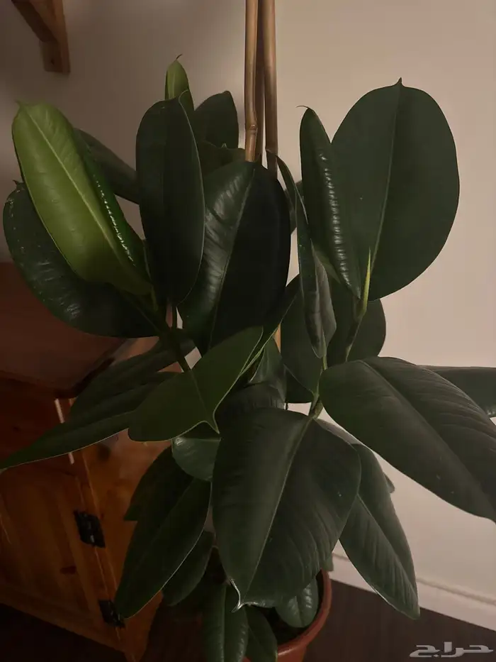 نبتة فيكس داخليه 2