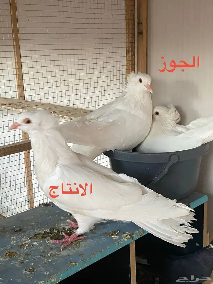 جوز مصري منتج سبور جامبو 0