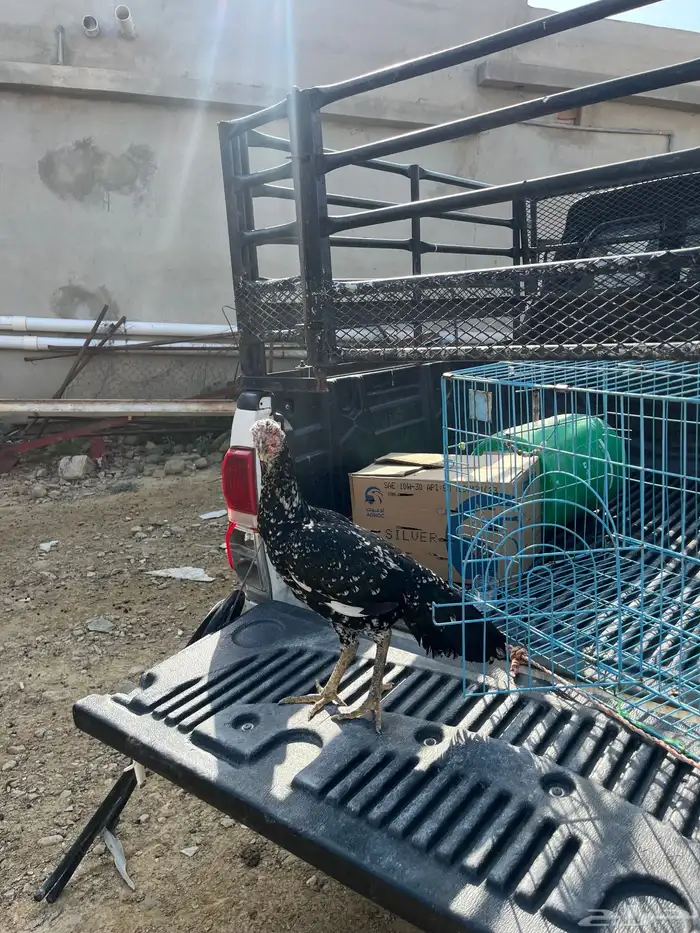 انثى سندي يبور صافي 3