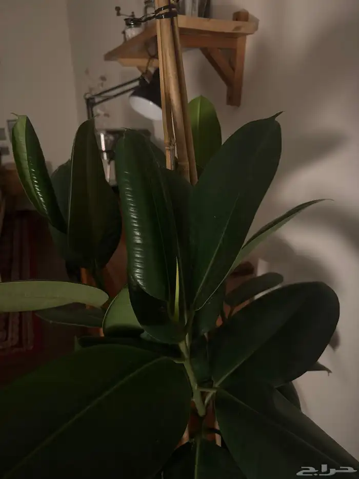 نبتة فيكس داخليه 3