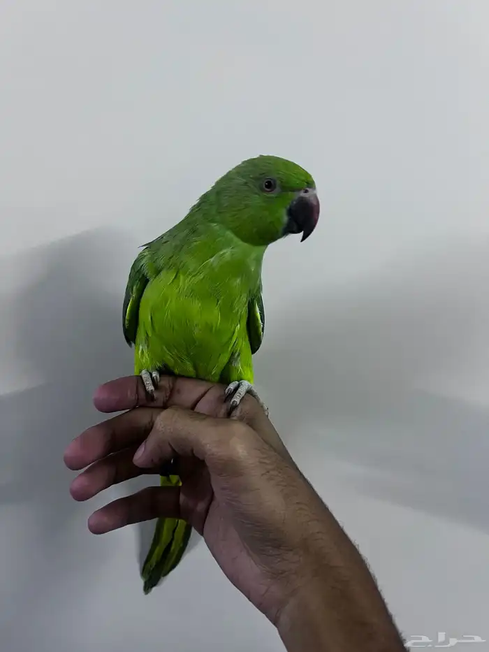 دره هندي اليف 0