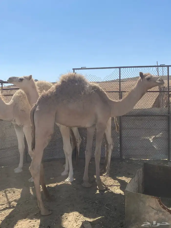 قعود للبيع طيب 0