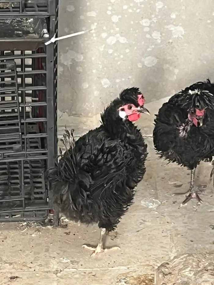 طقم مفتل ديك و 3 دجاج 1
