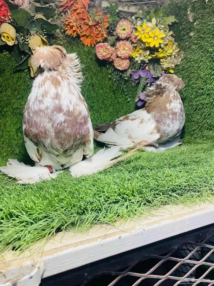 للبيع طبه بخاره اخر 3 ريش 4