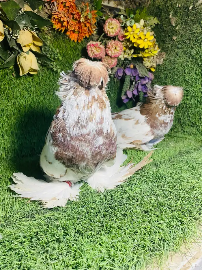 للبيع طبه بخاره اخر 3 ريش 3