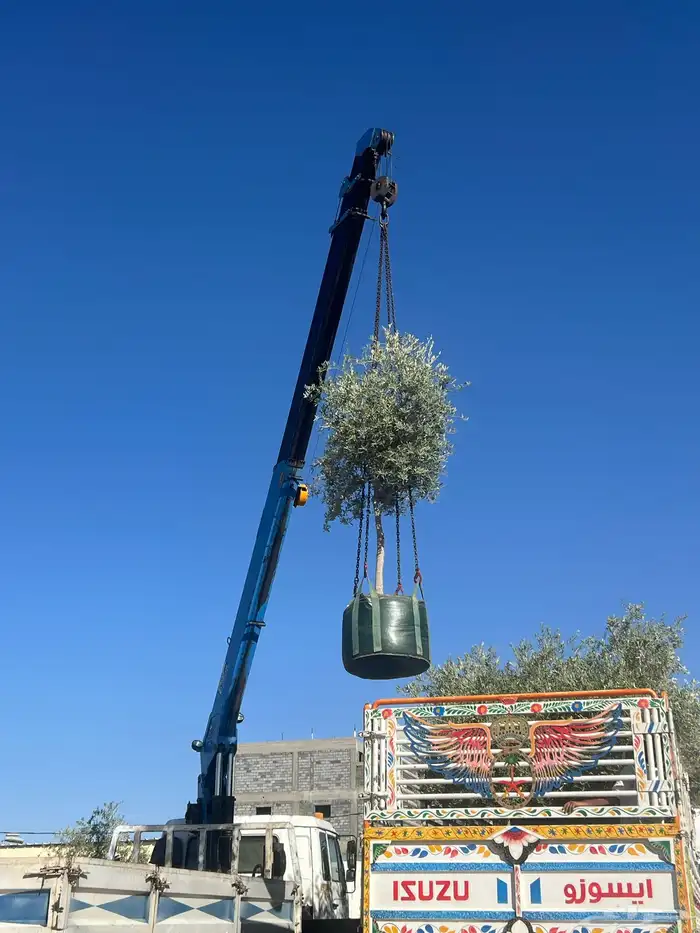 شجر زيتون مراكن وبدون مركن فاخر رقم واحد 0