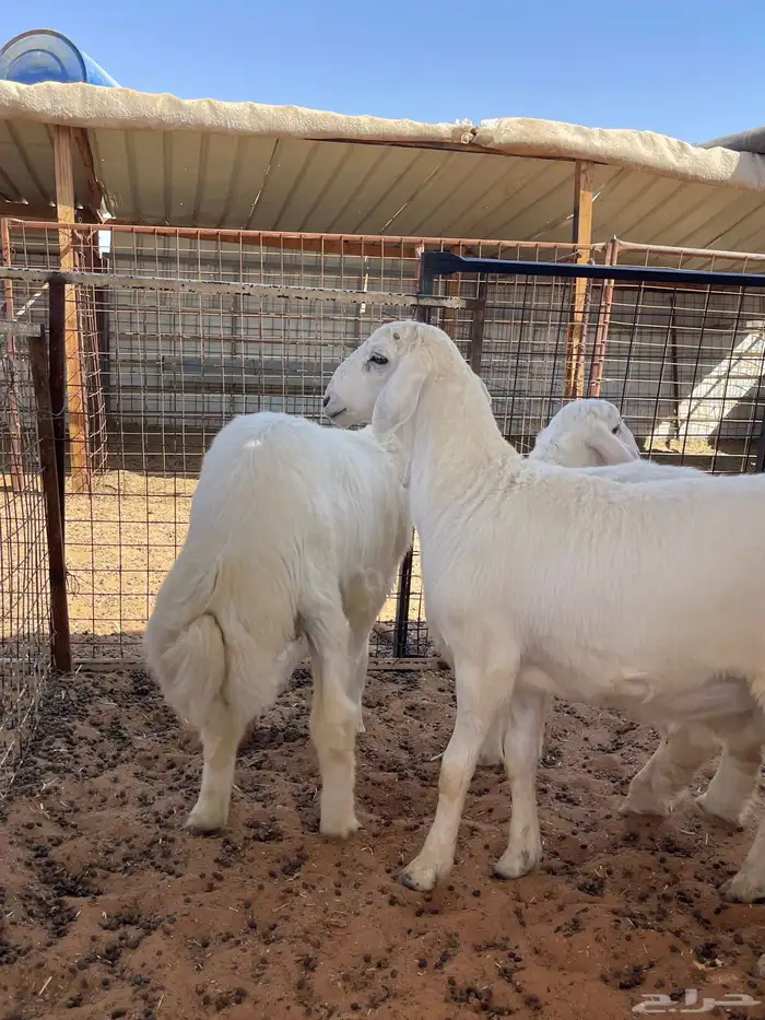 ذبايح للبيع 4