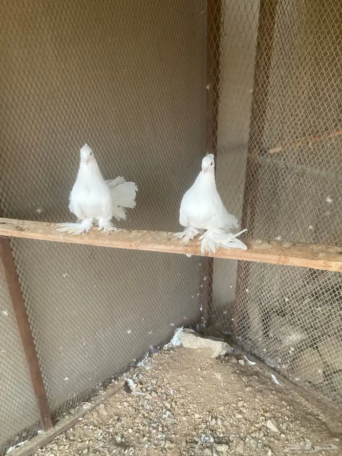 جوز حمام رقاص 0