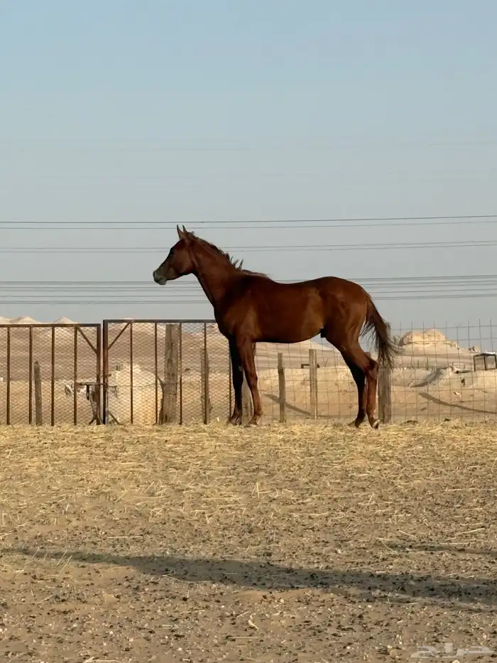 حصان 0