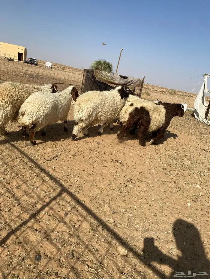 بهم نعيم جبر فواخر 2