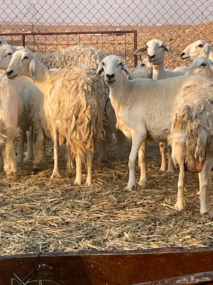 غنم متابيع ودفيع 7