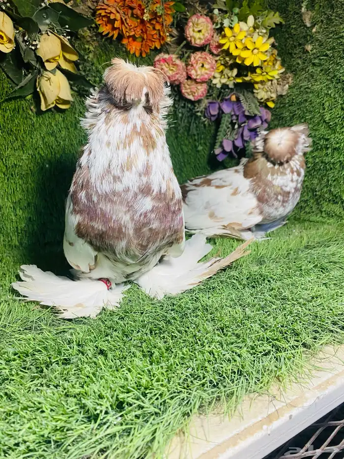 للبيع طبه بخاره اخر 3 ريش 6