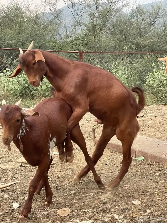 بهم لباني مندي. 2