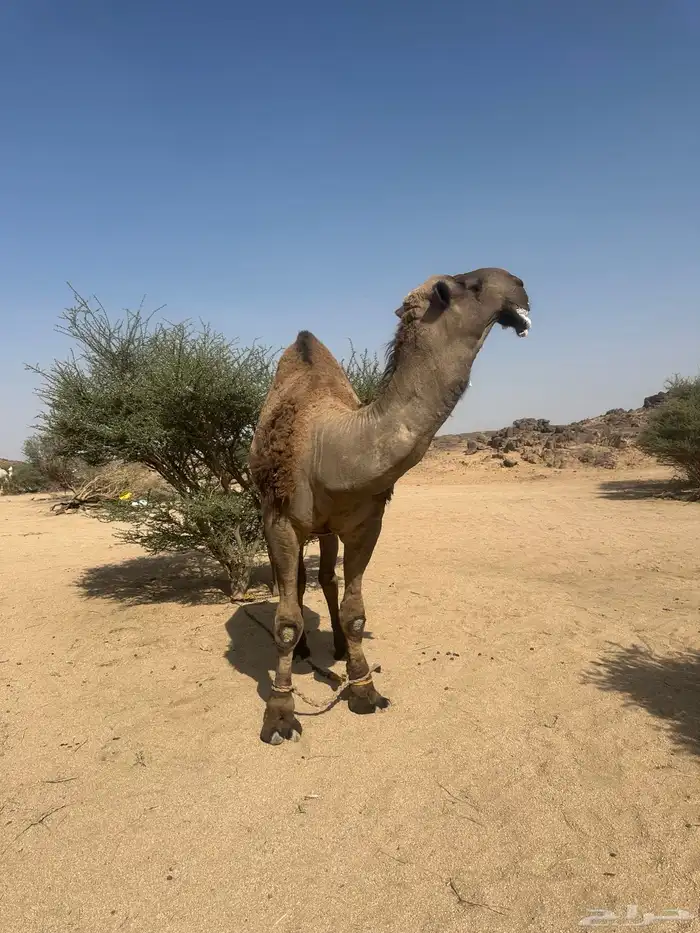 فحل بعير اصفر كفو شاق للبيع جنوب بيشه 5