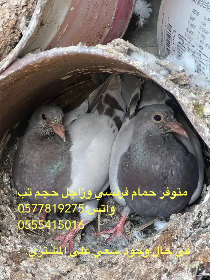 فراخة حمام فرنسي وزاجل حجم توب (الزلفي) 6