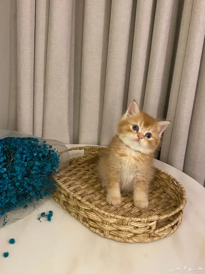 قطط للبيع 10