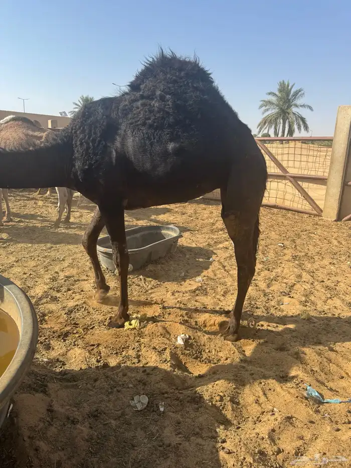 بكره طيبه بريه 0