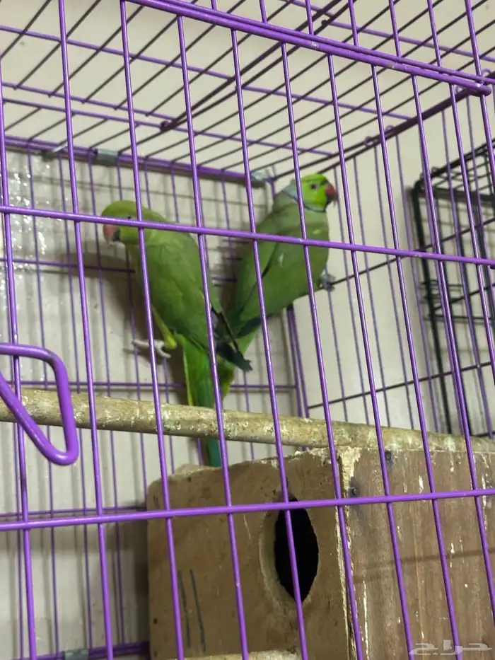 بغبغاء 1