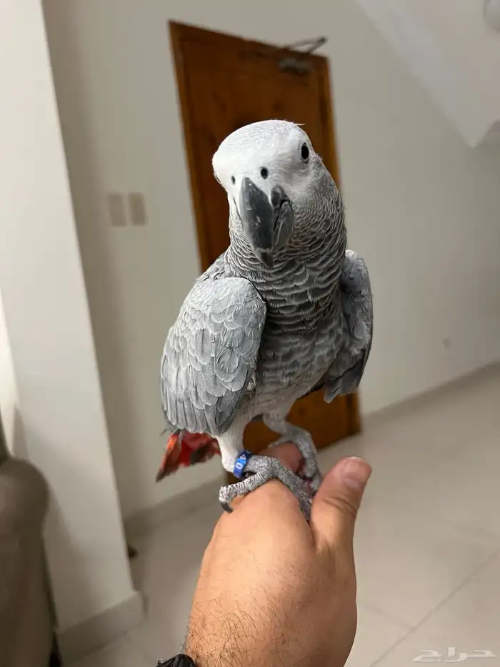 كاسكو اليف جدا  جدا  مايعض ابدا 1
