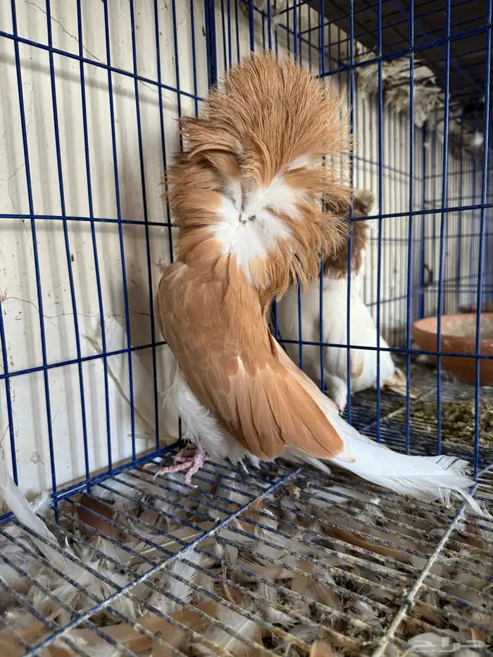 انثى جاكوبين للبيع 0