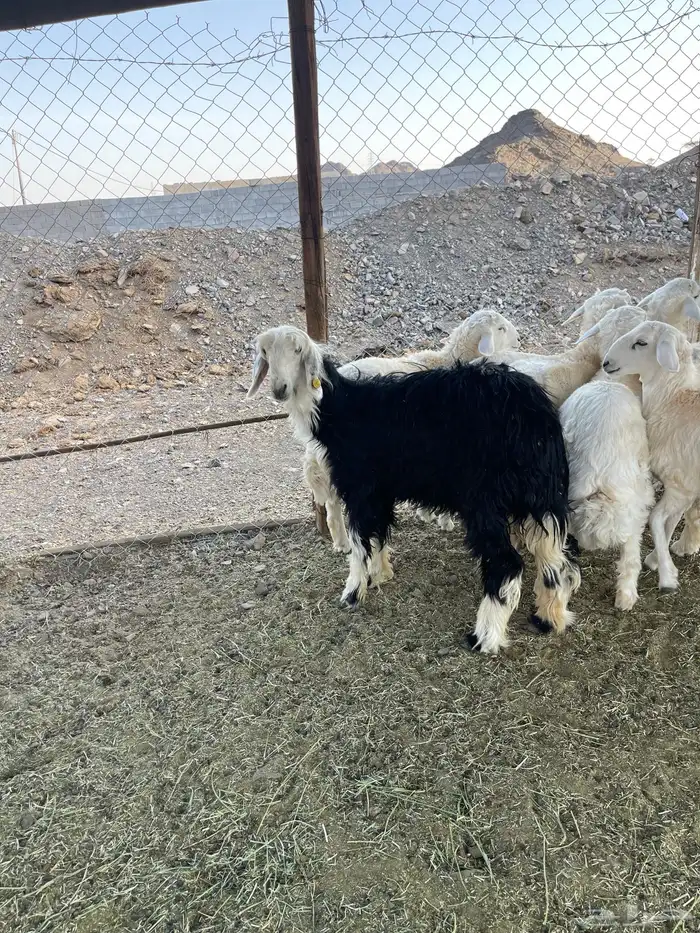 ذبايح ثلاجات ومناسبات 3