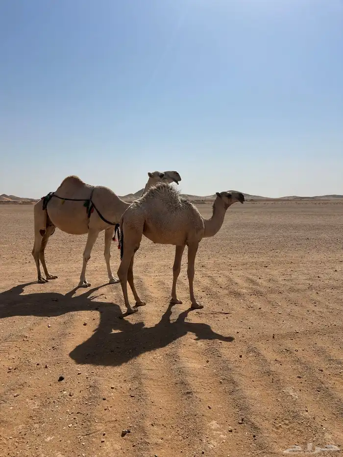 للبيع عشرا طيبه 0