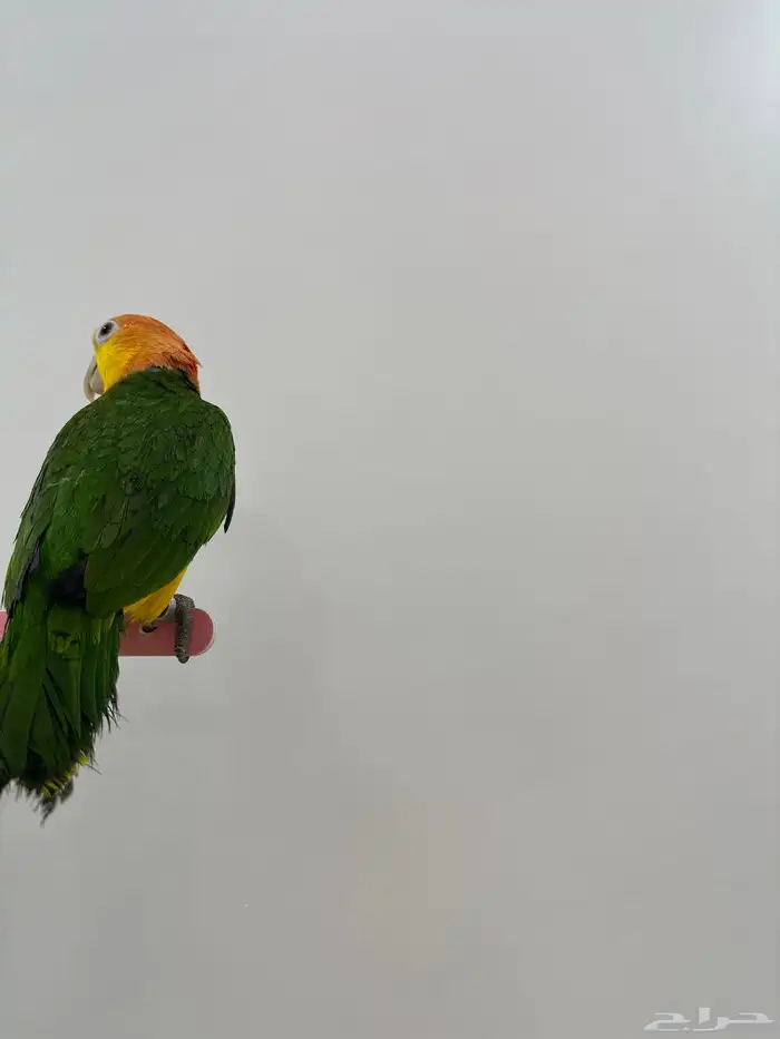 كايك وايت 1
