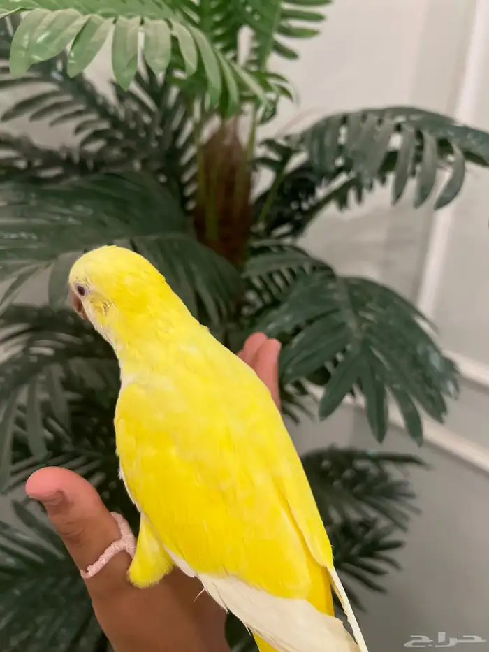 كويكر لاتينو الليف حمامه وهدد متكلم رقيص 0