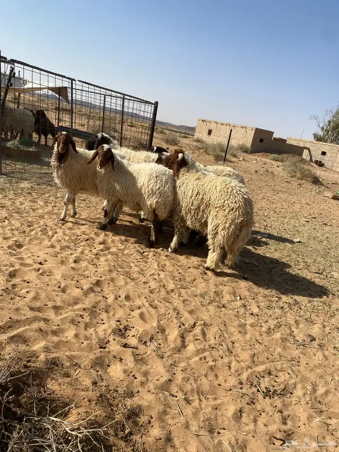 بهم نعيم جبر فواخر 5