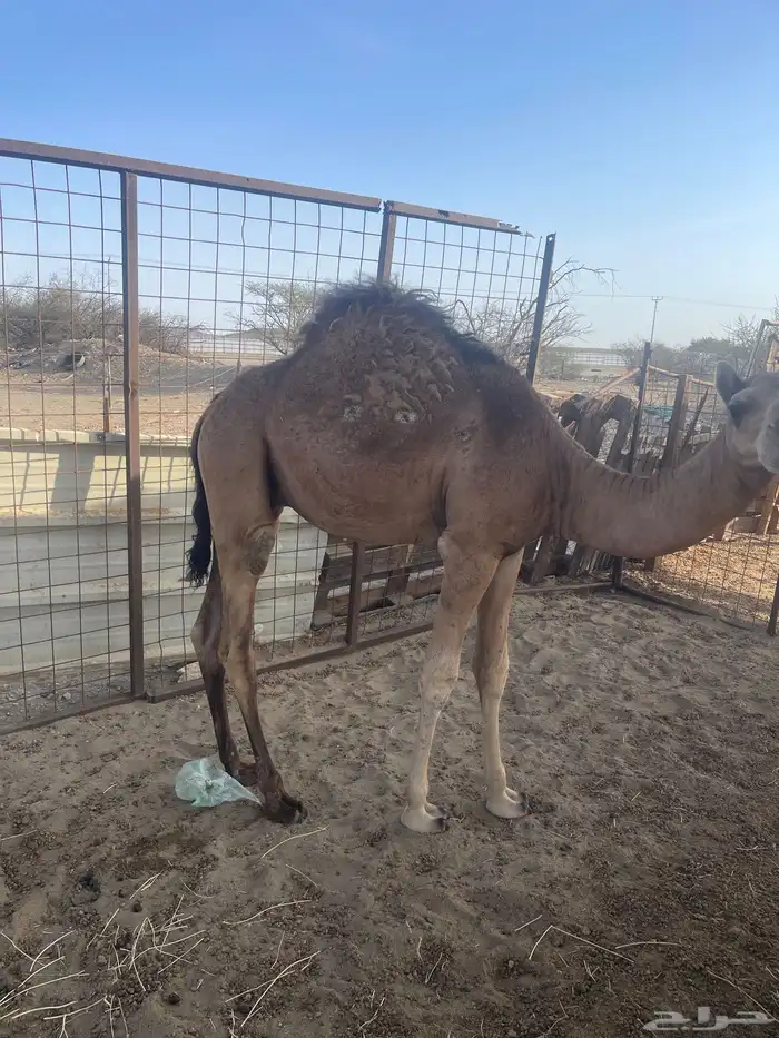 قعود عمره 7 ش للبيع سمين مقفل 2